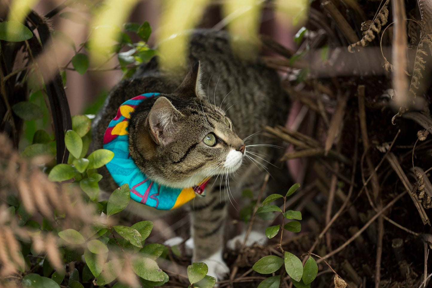 Kiwi Cat Collar Cover