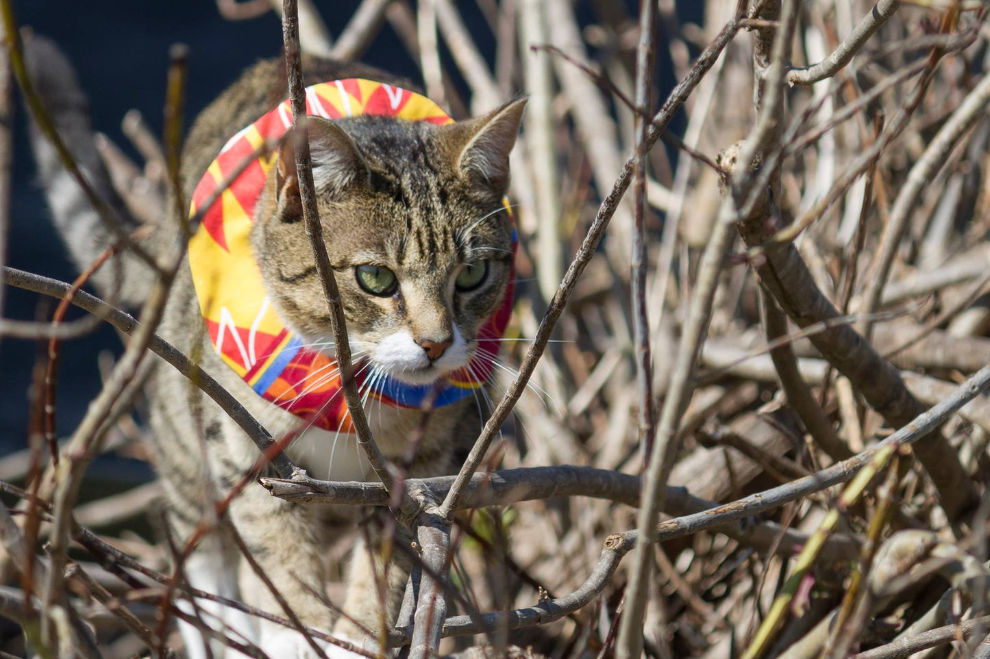 Kiwi Cat Collar Cover