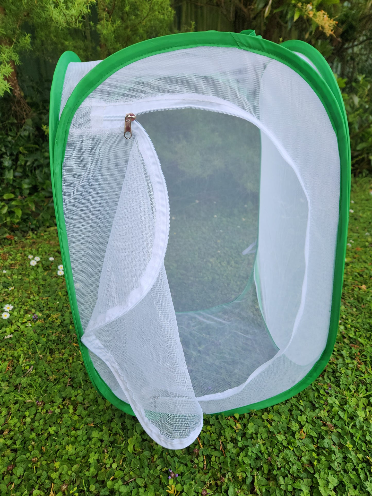 Large Butterfly House
