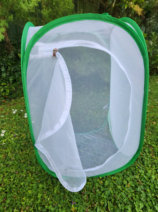 Large Butterfly House